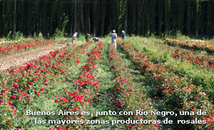 Buenos Aires es, junto con Río Negro, una de las mayores zonas productoras de  rosales