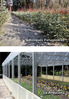 Bosques Patagónicos - La Araucaria